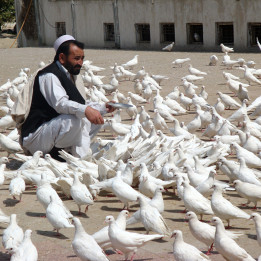 reportaza o hrani u Afganistanu