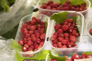 reportaža putovanje tržnica i ribarnica Rijeka