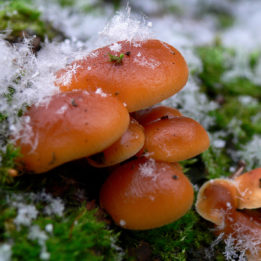 fotografija gljive